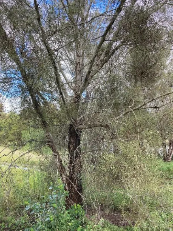 Swamp oak