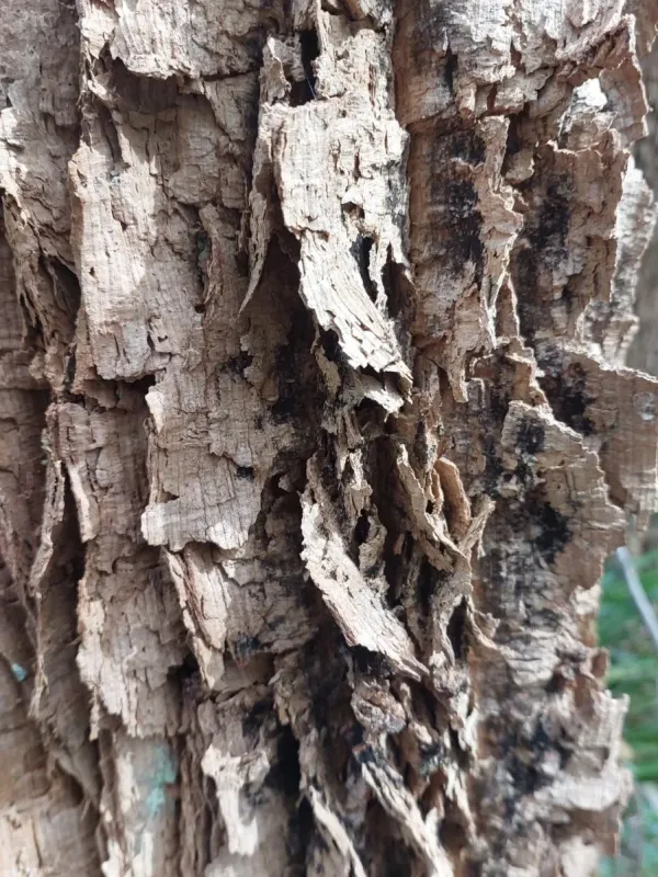 Allocasuarina decussata