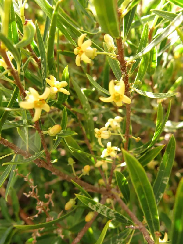 Pittosporum ligustrifolium
