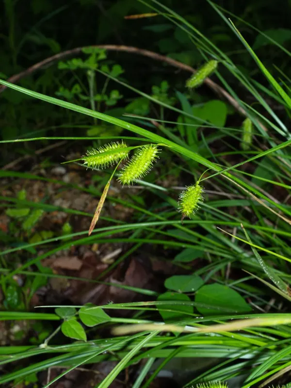 Porcupine sedge
