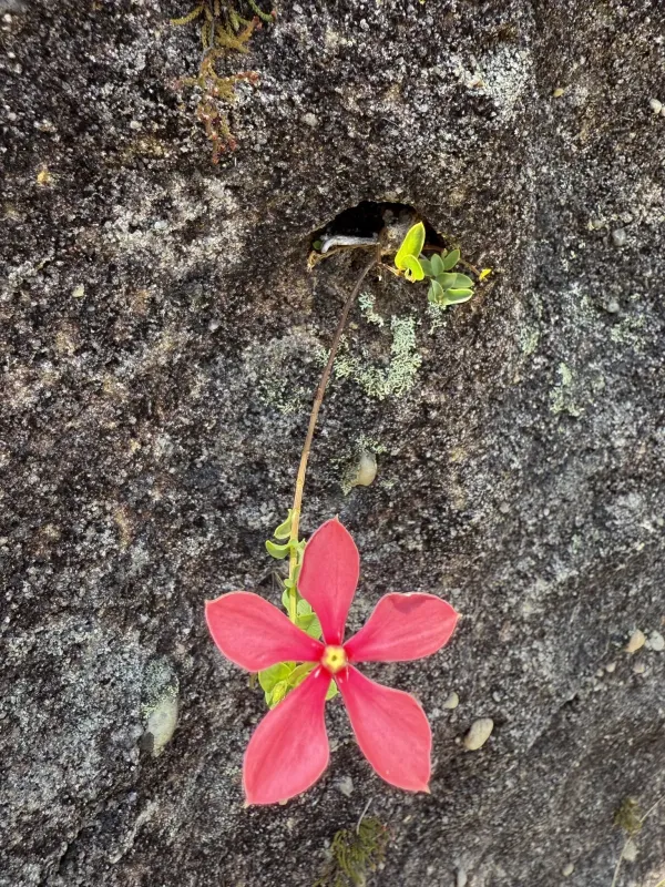 Catharanthus ovalis