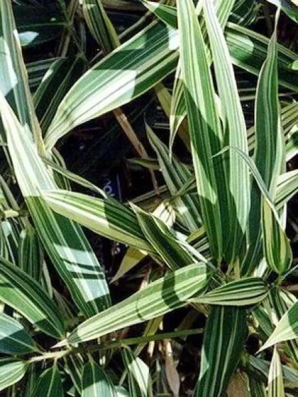 Phyllostachys tranquillans