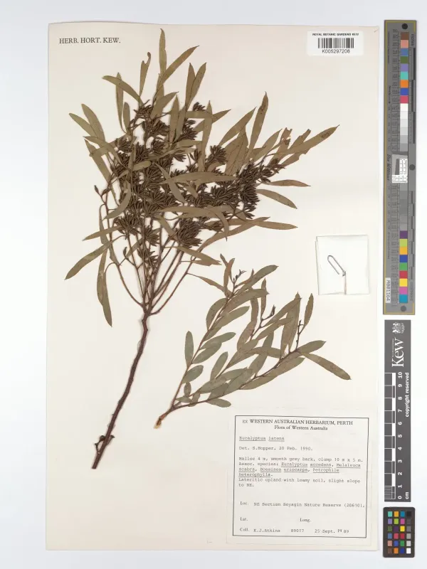 Eucalyptus latens