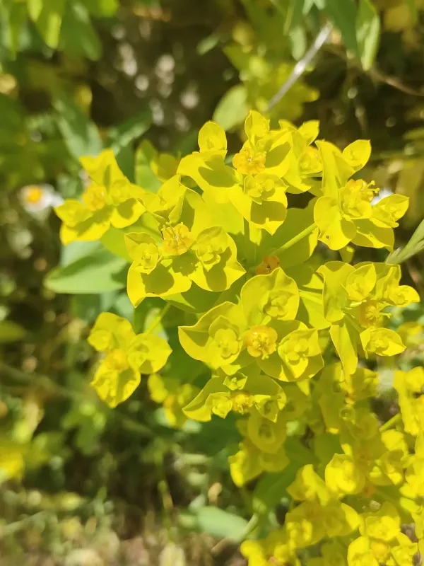 Euphorbia ceratocarpa