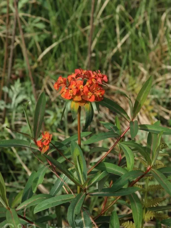 Euphorbia pseudosikkimensis