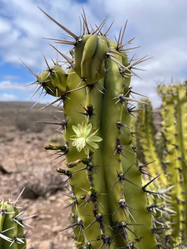 Myrtillocactus cochal