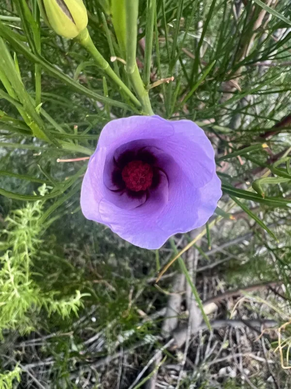 Alyogyne hakeifolia