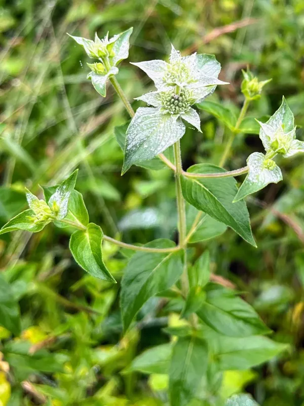 Clustered mountain mint