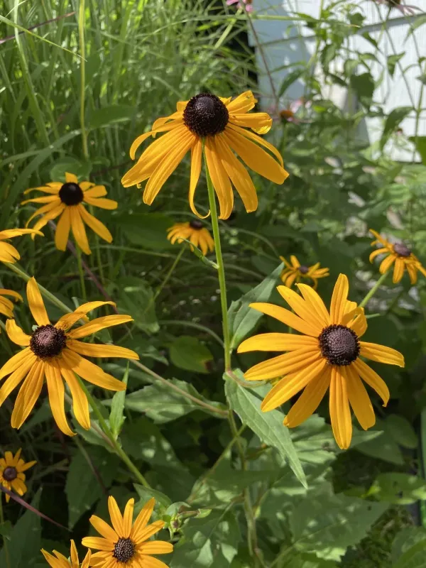 Rudbeckia sullivantii