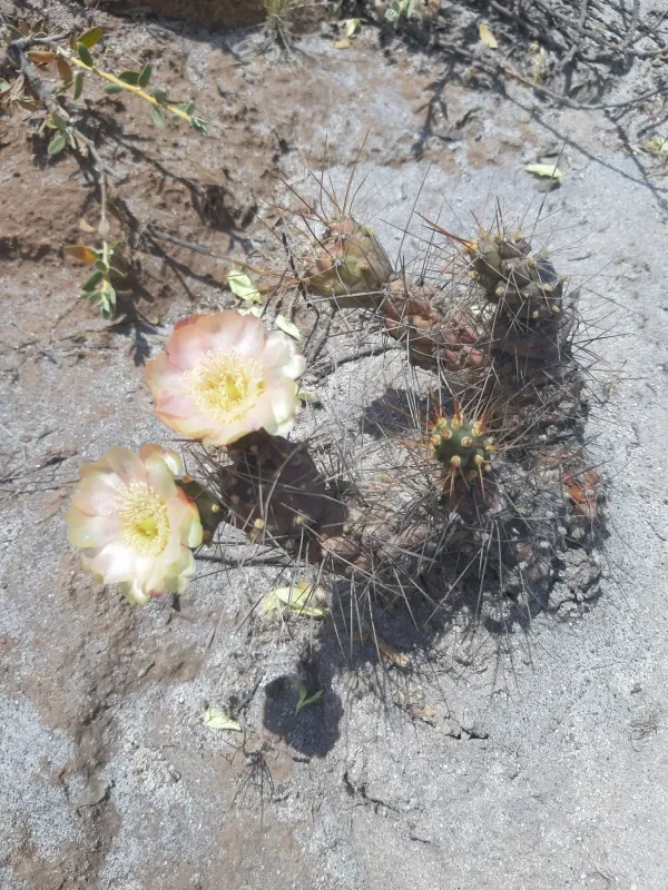 Cumulopuntia corotilla