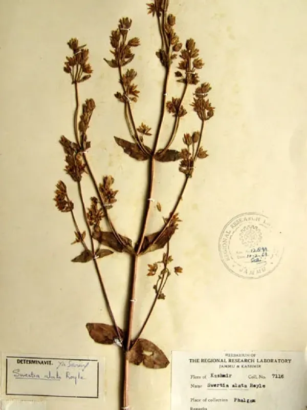 Swertia alata