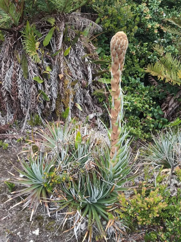 Puya dasylirioides