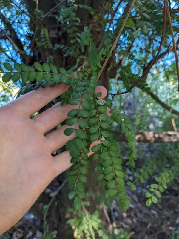 Sophora cassioides