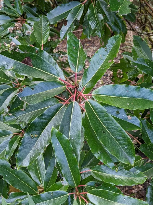 Himalayan Daphniphyllum