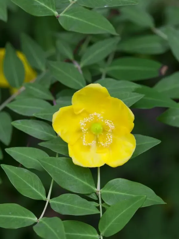 Lancaster's St. John's wort