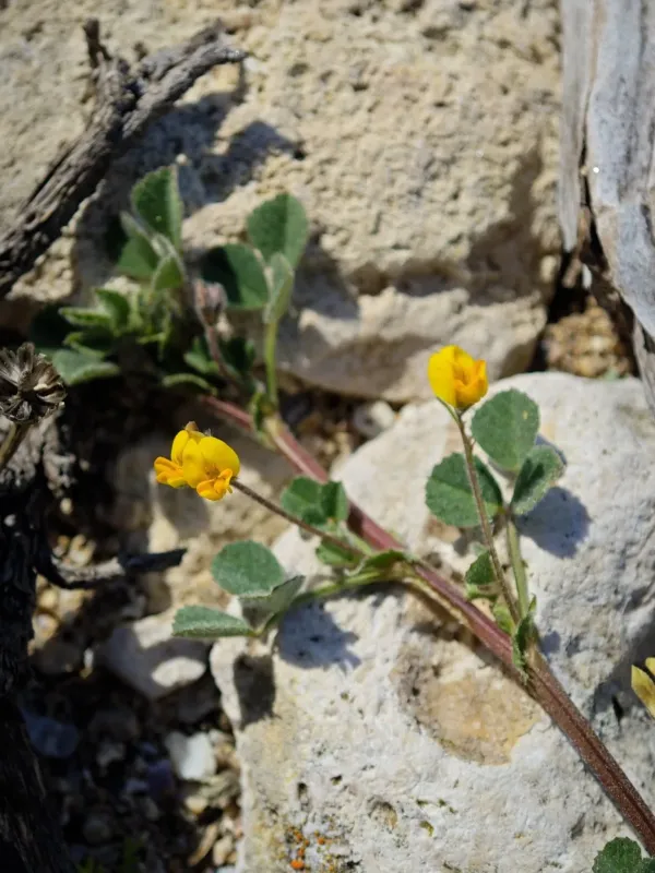 Medicago littoralis