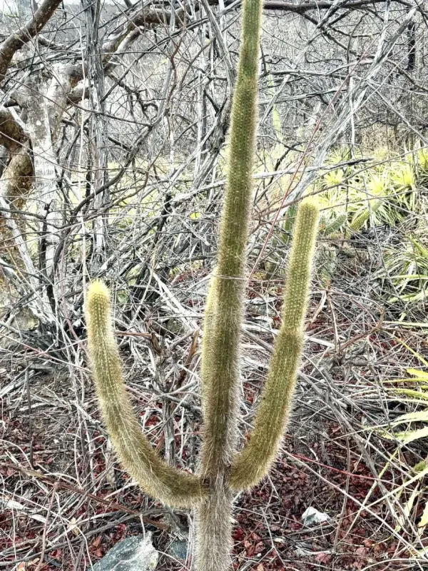 Pilosocereus piauhyensis
