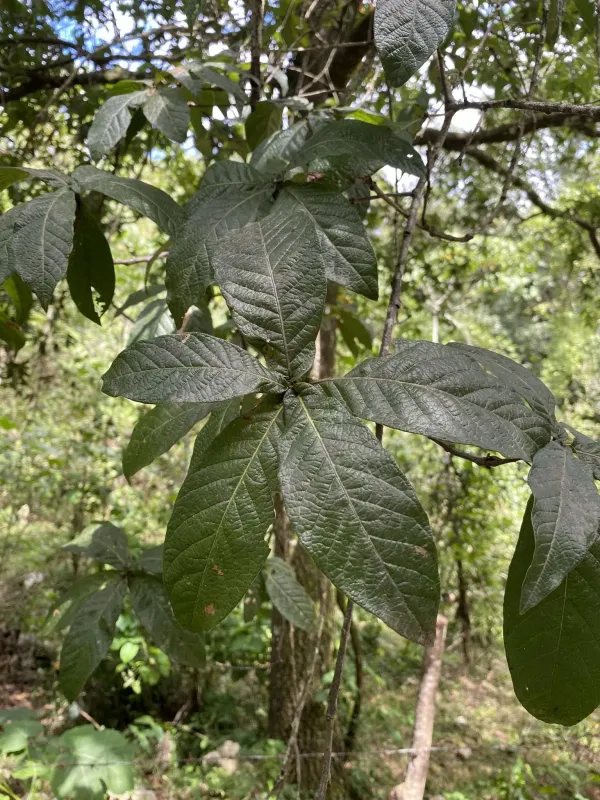 Laurel oak