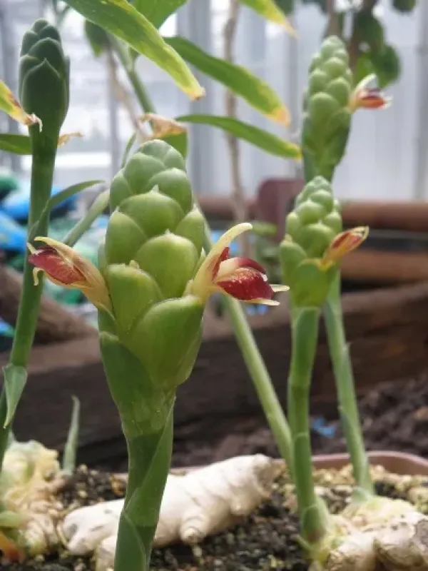 Hybrid ginger