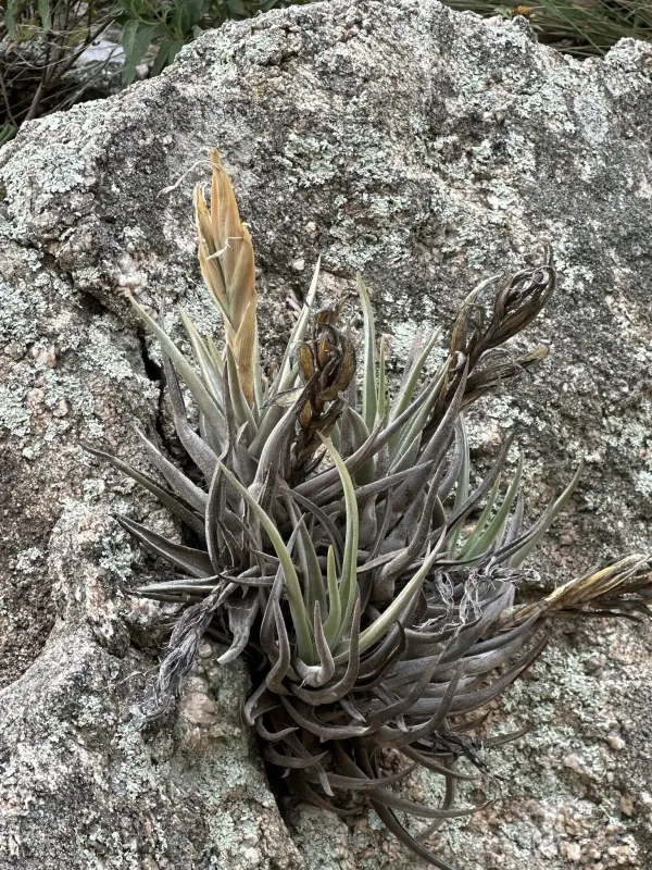Tillandsia xiphioides