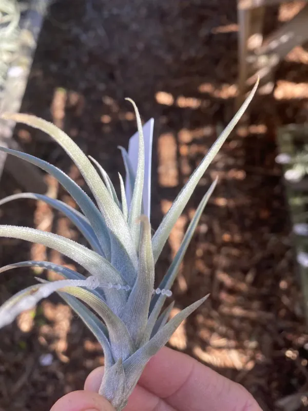 Tillandsia gerdae