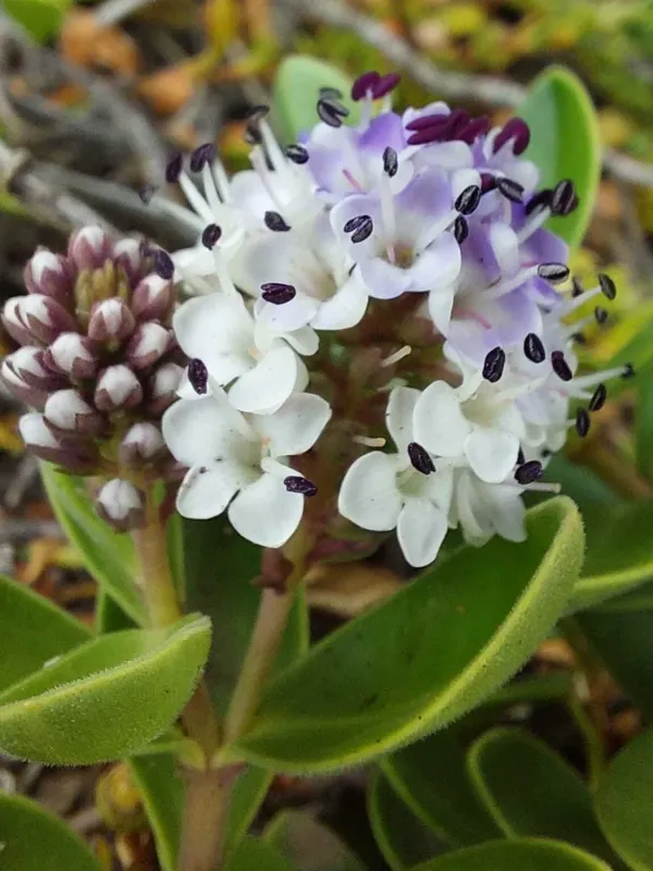 Chatham Island speedwell