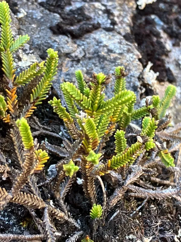 Veronica hookeri
