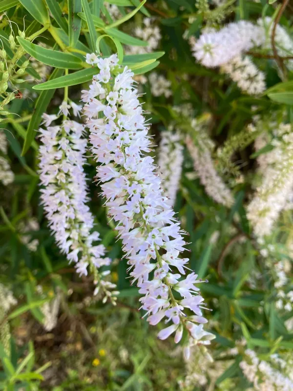 Veronica leiophylla