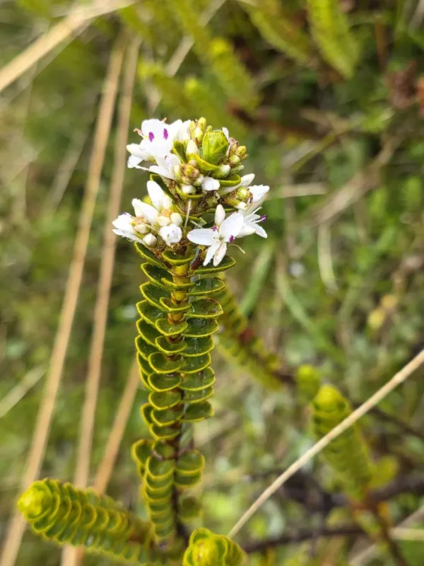 Hebe pauciramosa