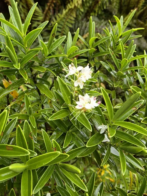 Veronica subalpina