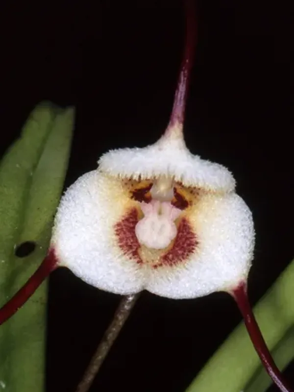 Dracula adrianae