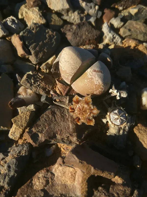 Didymaotus