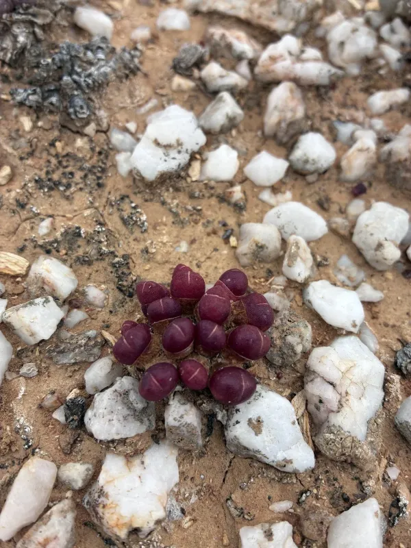 Oophytum