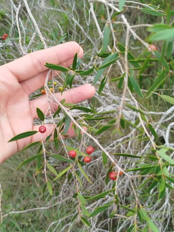 Blepharocalyx salicifolius