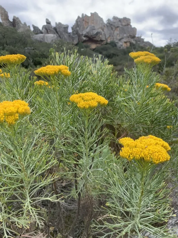 Hymenolepis crithmifolia