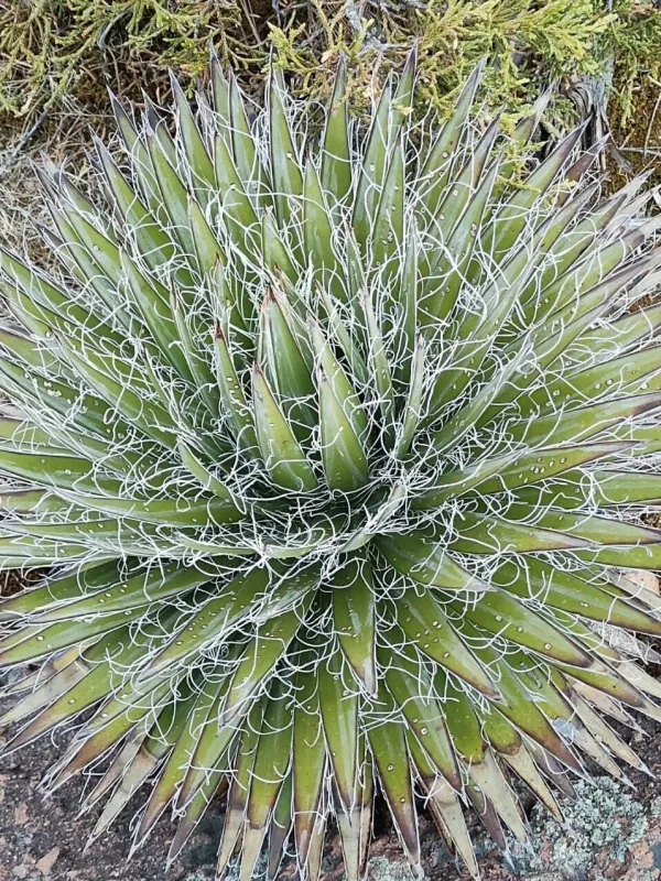 Agave schidigera