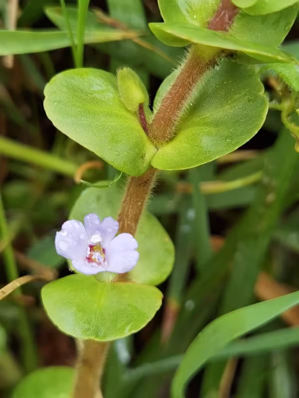 Bacopa salzmannii