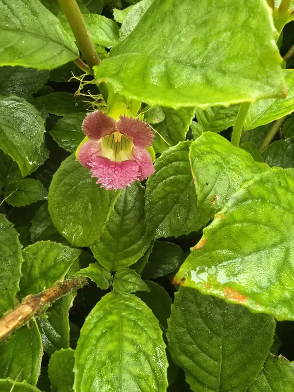 Drymonia serrulata