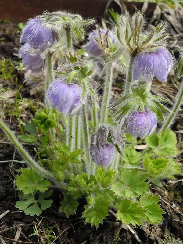 Pulsatilla tatewakii