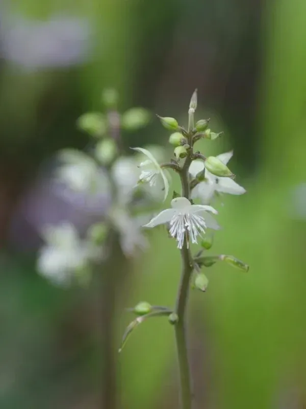 Beesia calthifolia
