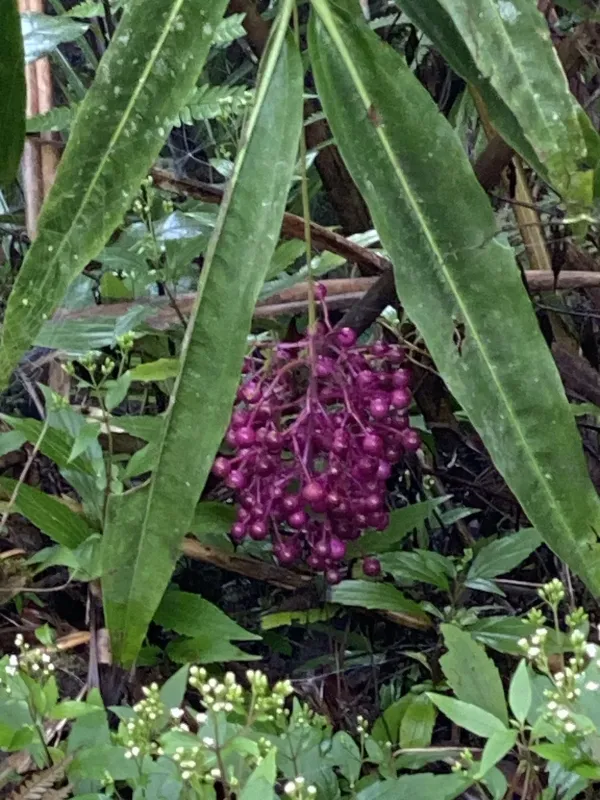 Medinilla dolichophylla