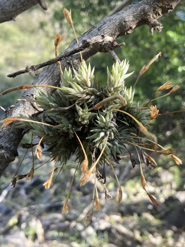 Tillandsia aizoides