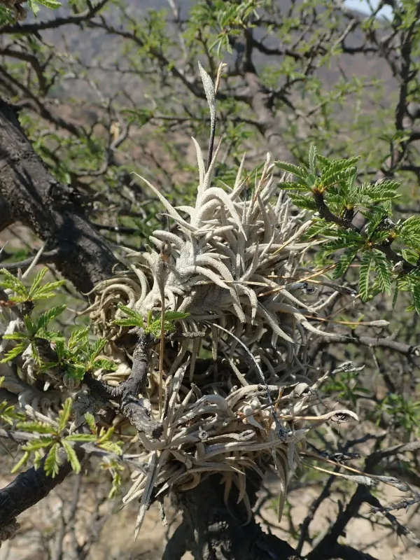 Tillandsia hirta