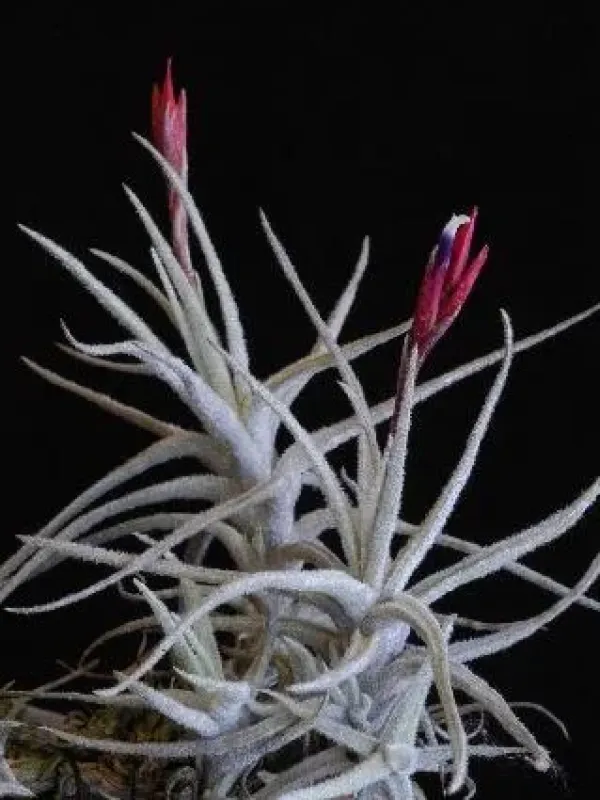 Tillandsia reducta