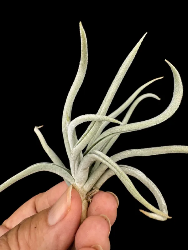 Tillandsia santiagoensis