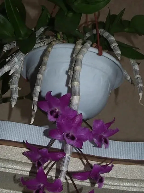 Dendrobium parishii
