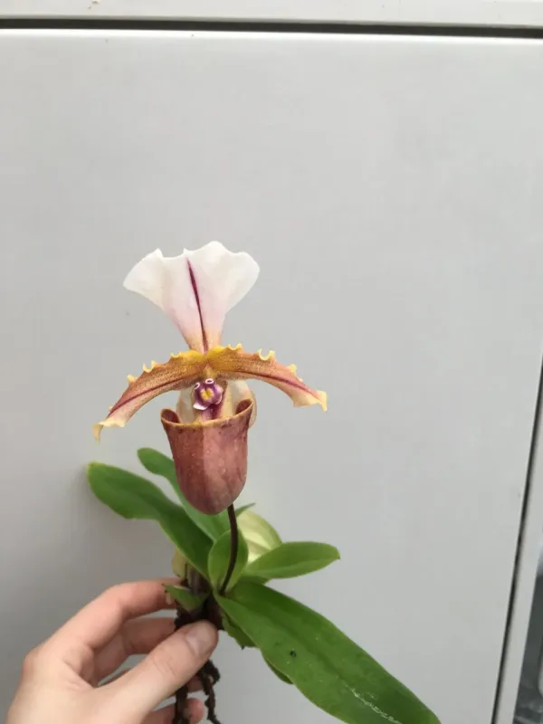 Paphiopedilum spicerianum