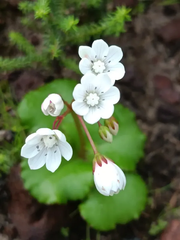 Crassula capensis
