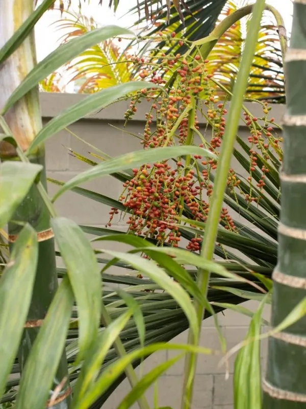 Chrysalidocarpus lanceolatus