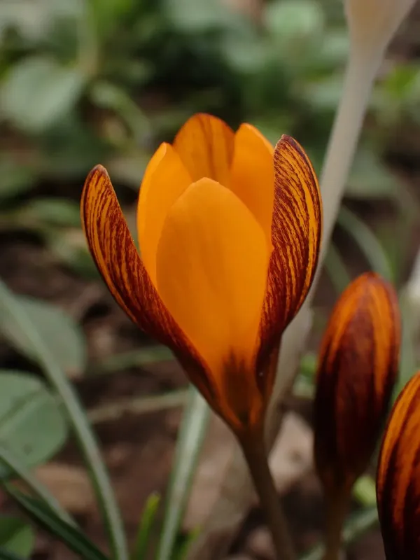 Balansa's crocus